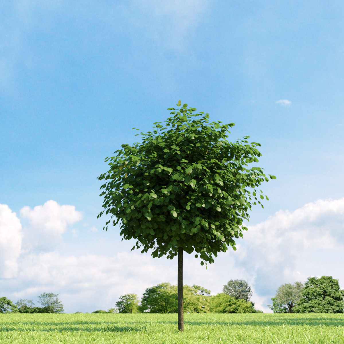 Archmodels vol 136 - high quality trees models 3D model_39