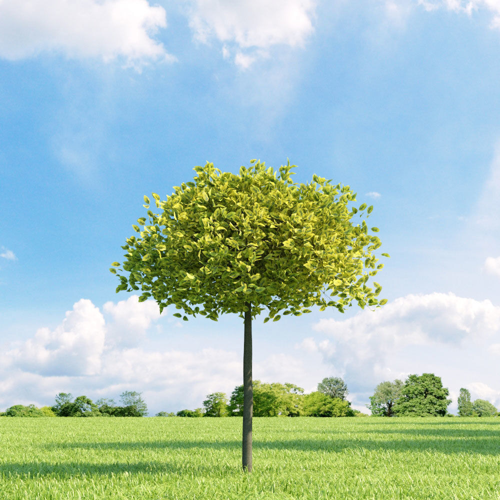 Archmodels vol 136 - high quality trees models 3D model_78