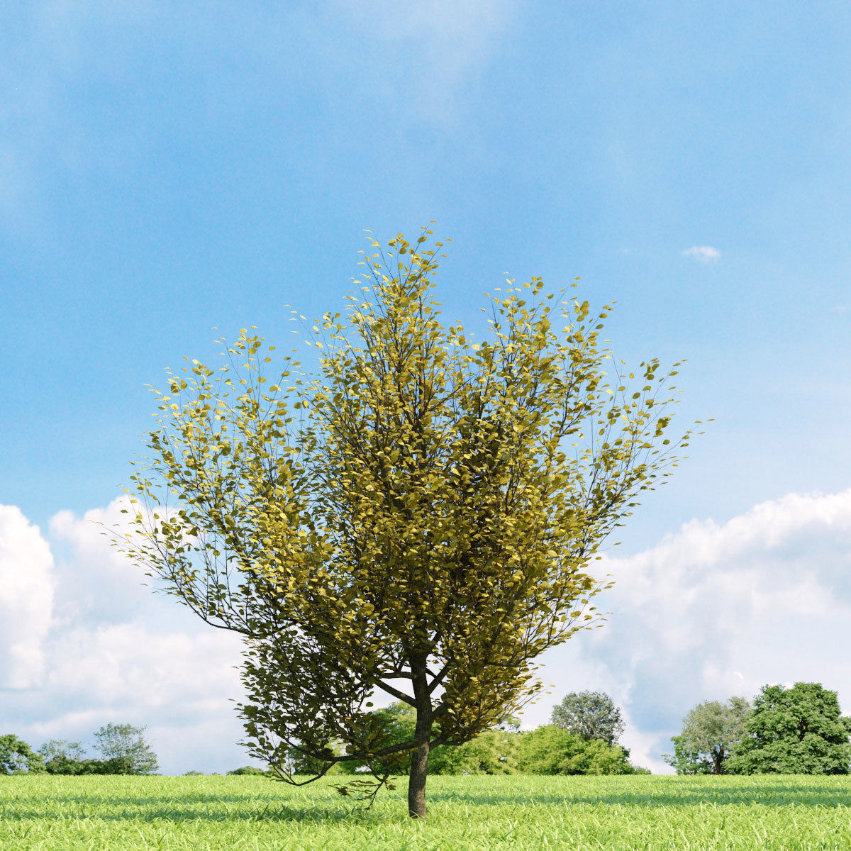 Archmodels vol 136 - high quality trees models 3D model_4