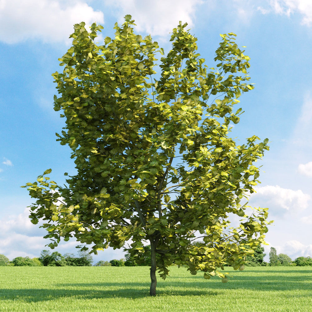 Archmodels vol 136 - high quality trees models 3D model_20