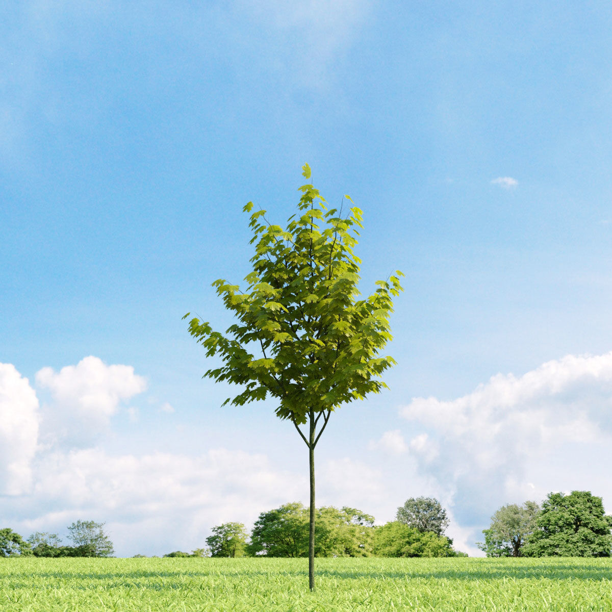 Archmodels vol 136 - high quality trees models 3D model_54