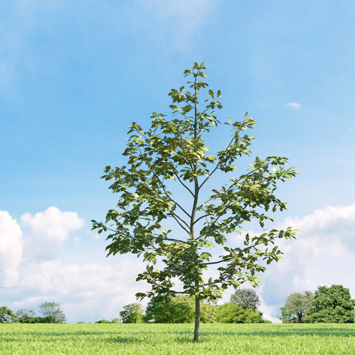 Archmodels vol 136 - high quality trees models 3D model_15