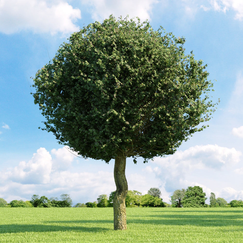 Archmodels vol 136 - high quality trees models 3D model_38