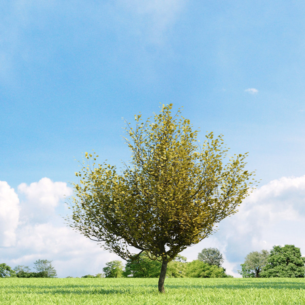 Archmodels vol 136 - high quality trees models 3D model_16