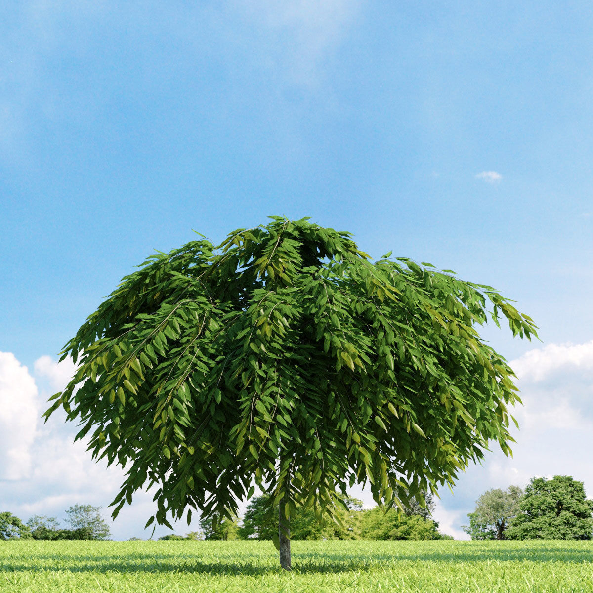 Archmodels vol 136 - high quality trees models 3D model_8