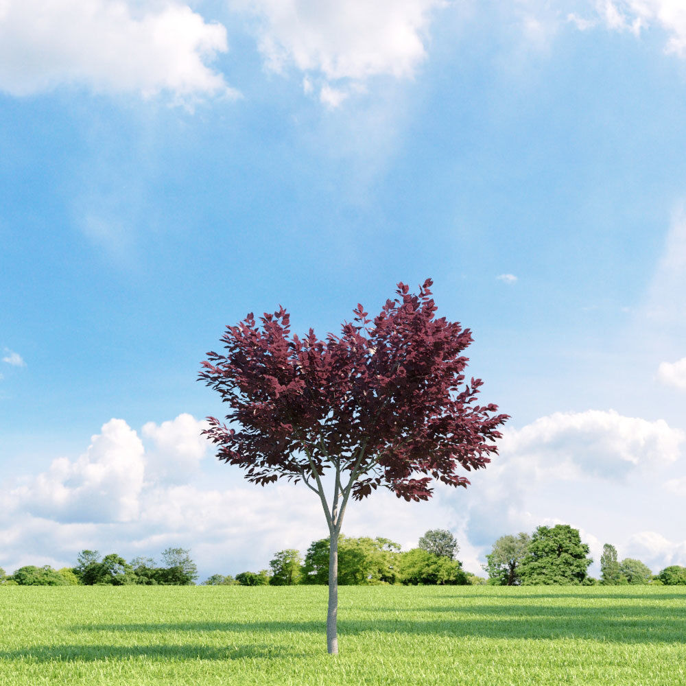 Archmodels vol 136 - high quality trees models 3D model_95