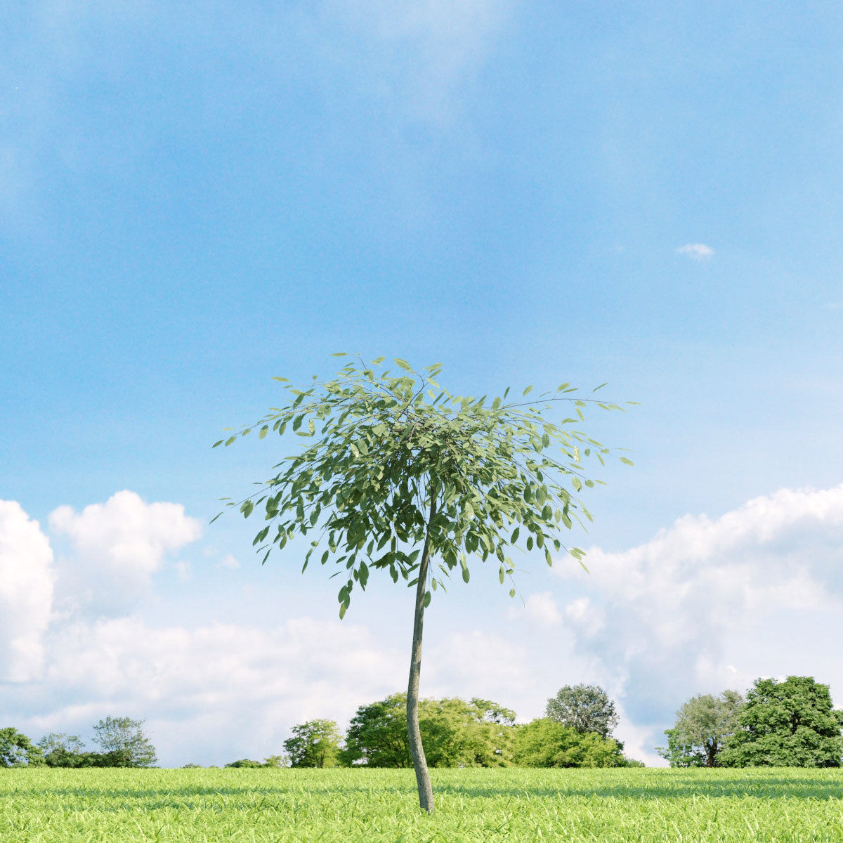 Archmodels vol 136 - high quality trees models 3D model_60