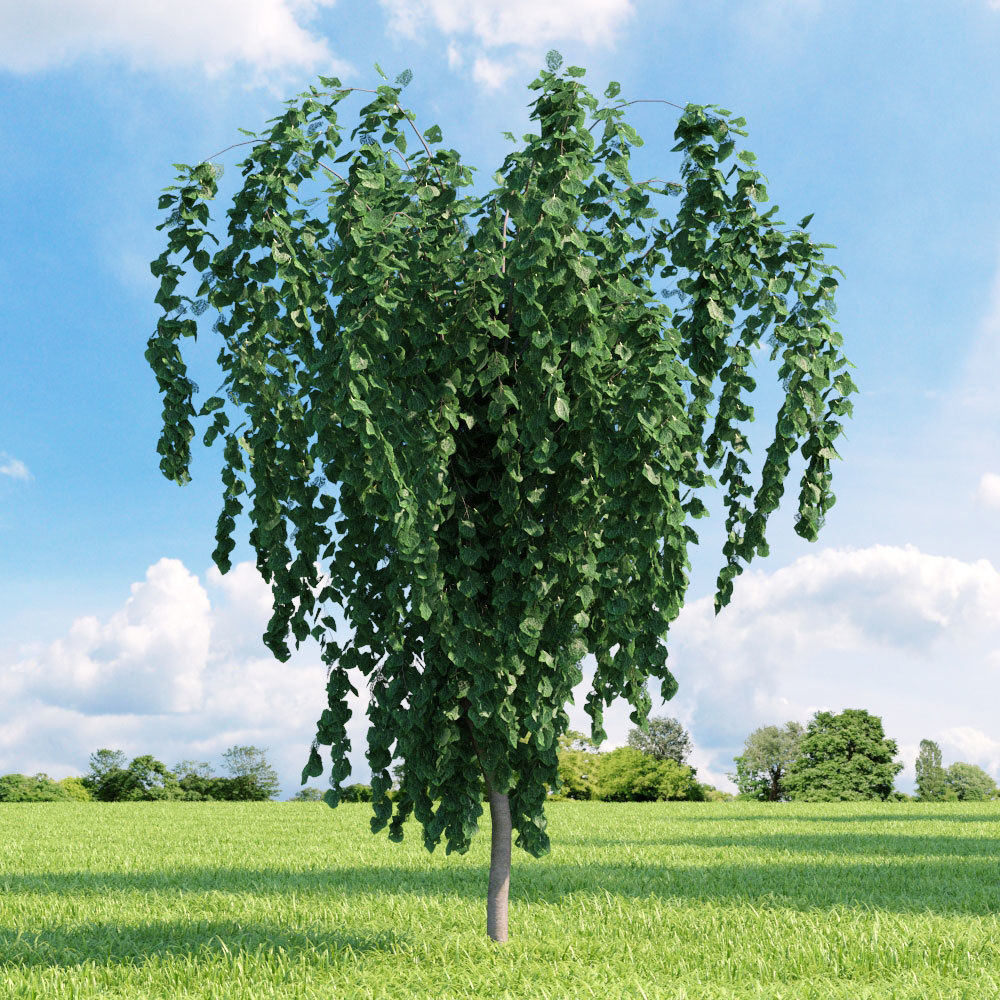 Archmodels vol 136 - high quality trees models 3D model_23