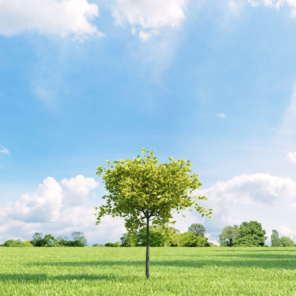 Archmodels vol 136 - high quality trees models 3D model_99