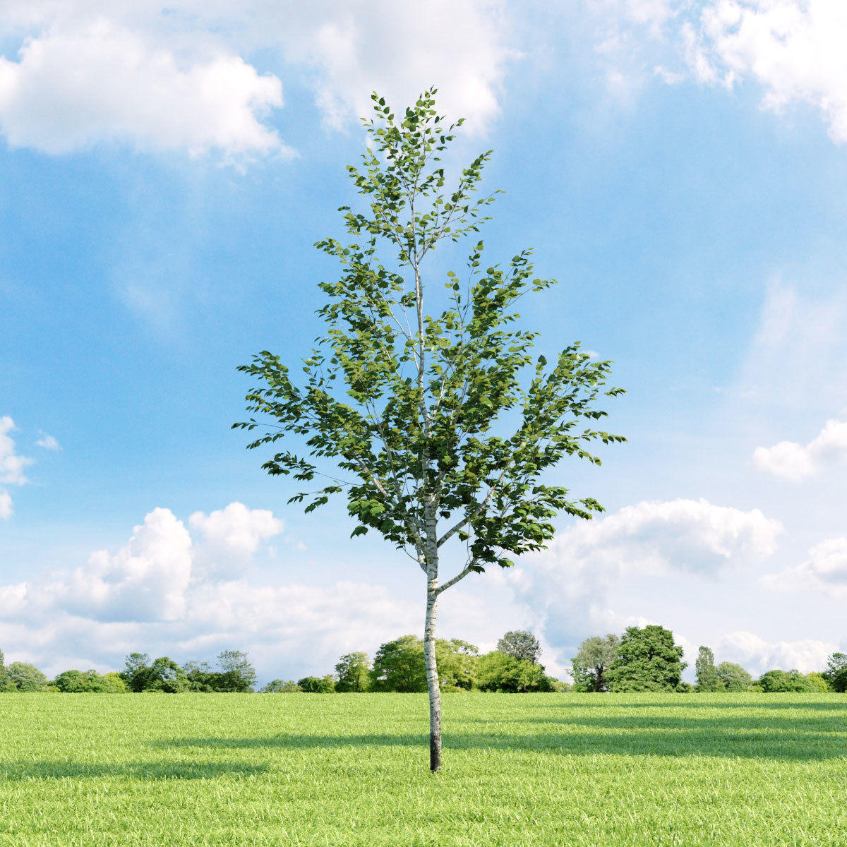 Archmodels vol 136 - high quality trees models 3D model_22