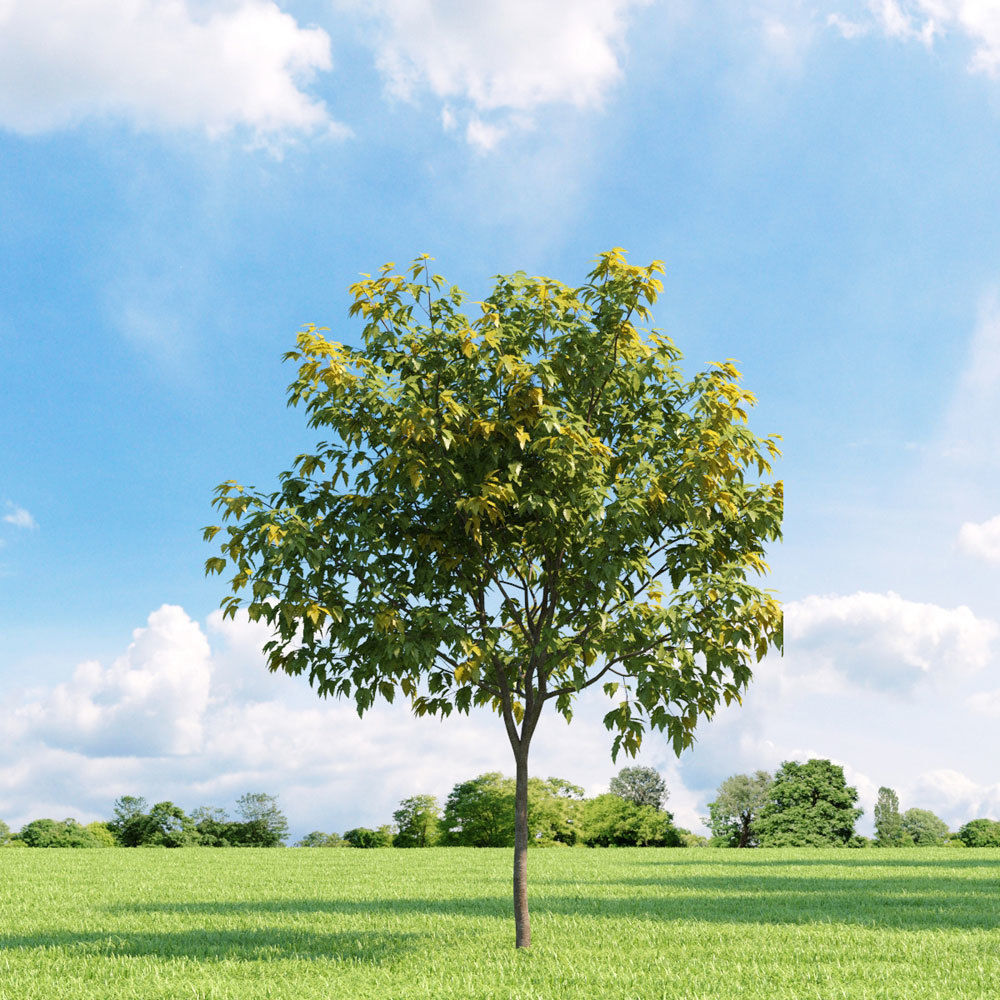 Archmodels vol 136 - high quality trees models 3D model_49