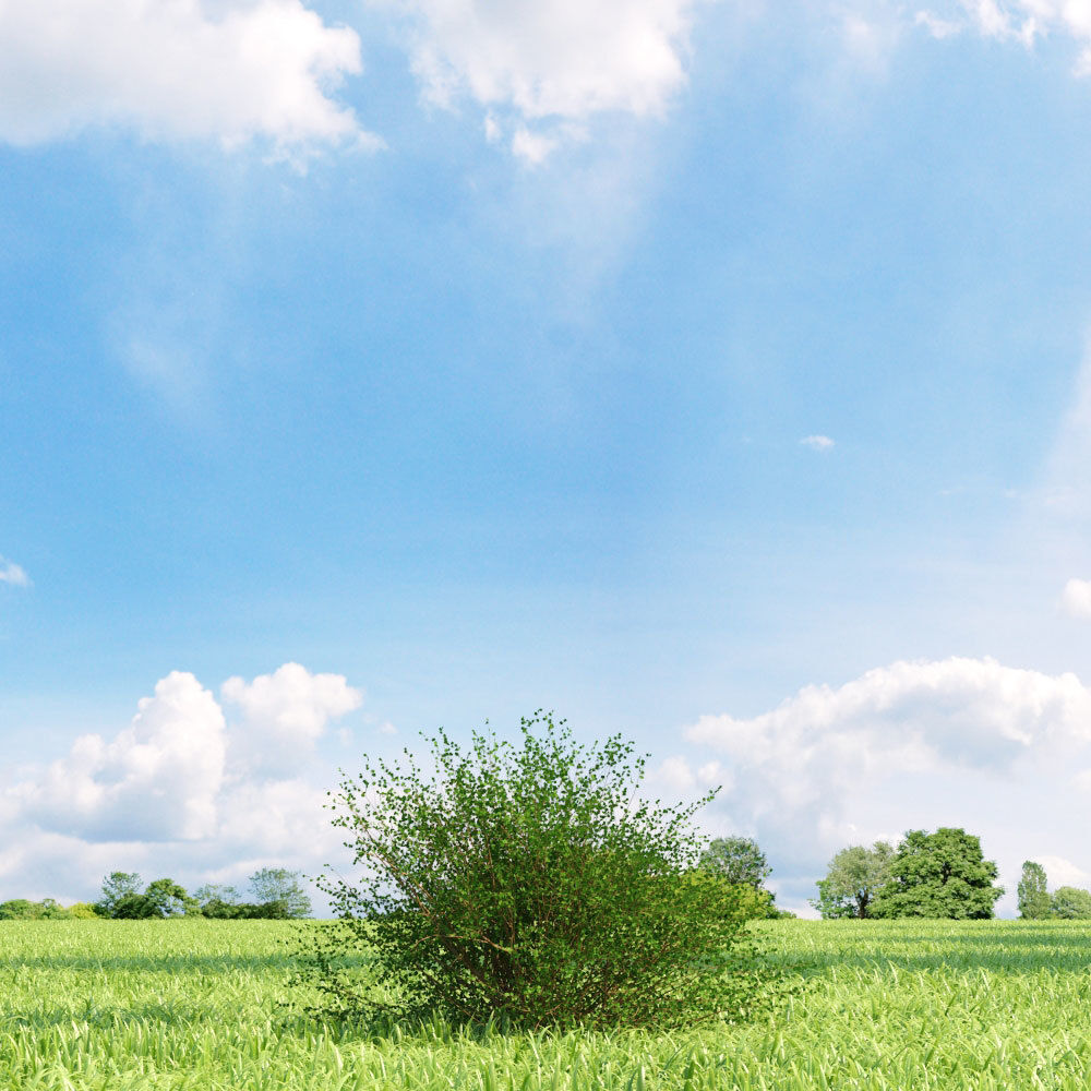 Archmodels vol 136 - high quality trees models 3D model_93