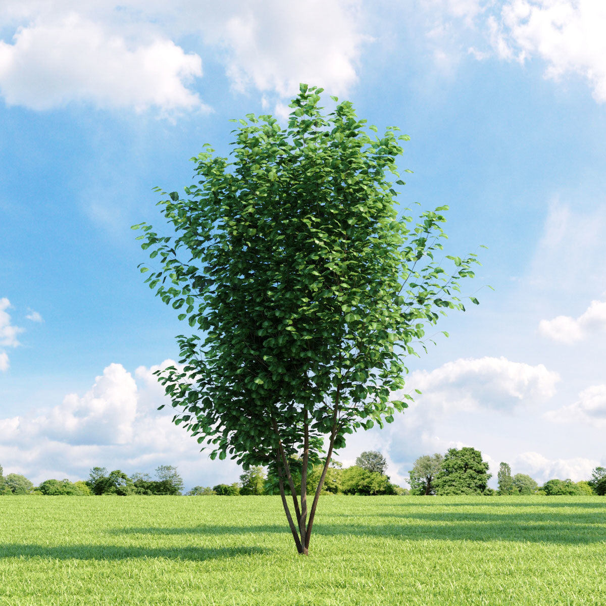 Archmodels vol 136 - high quality trees models 3D model_14