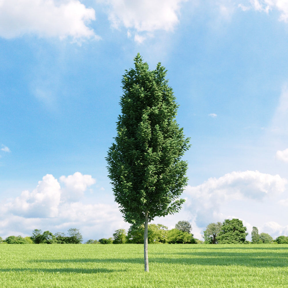 Archmodels vol 136 - high quality trees models 3D model_92