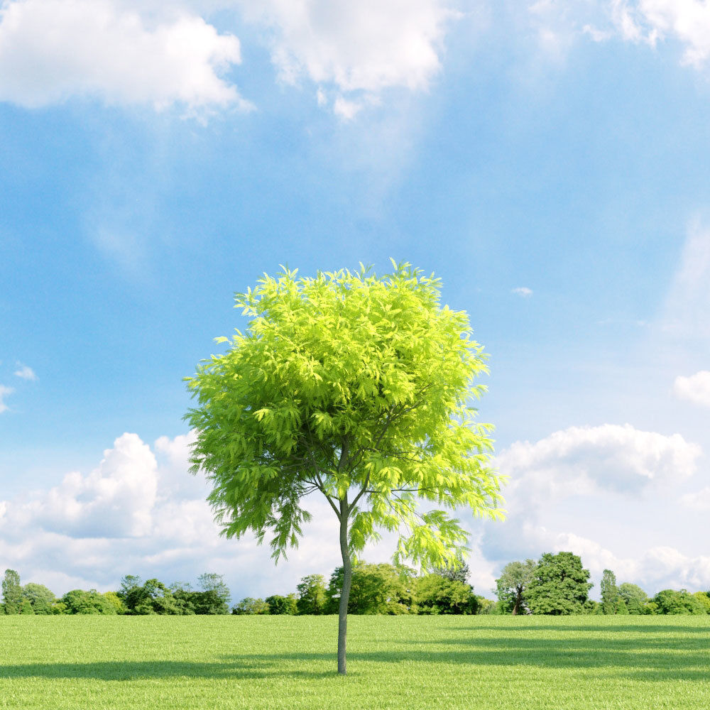 Archmodels vol 136 - high quality trees models 3D model_91