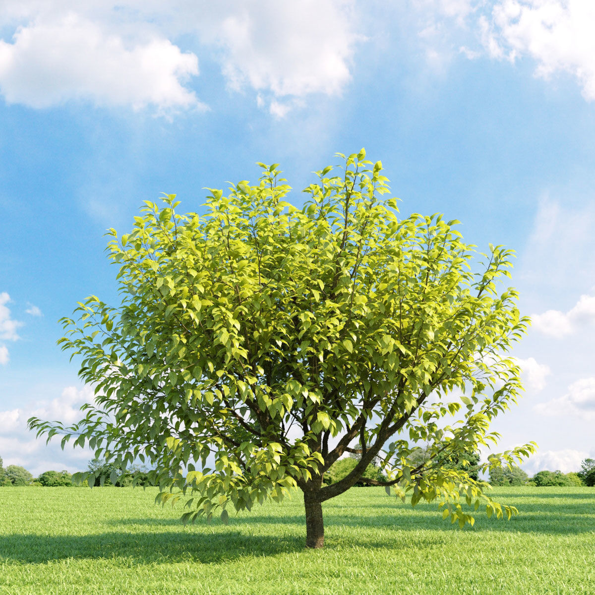 Archmodels vol 136 - high quality trees models 3D model_2