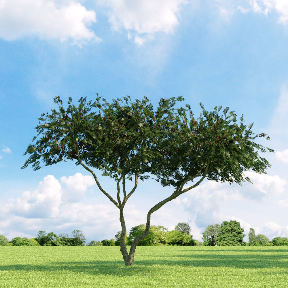 Archmodels vol 136 - high quality trees models 3D model_56