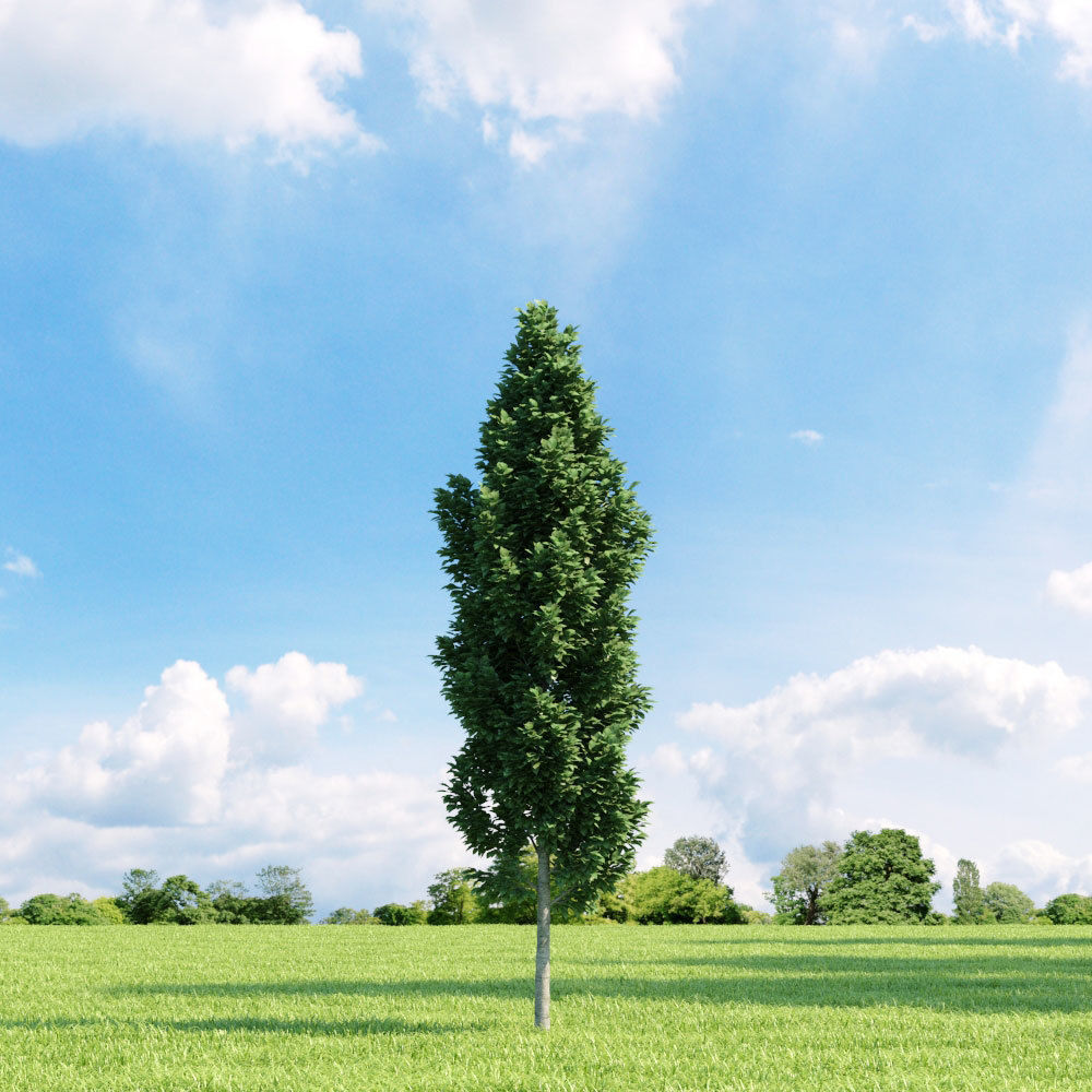 Archmodels vol 136 - high quality trees models 3D model_97