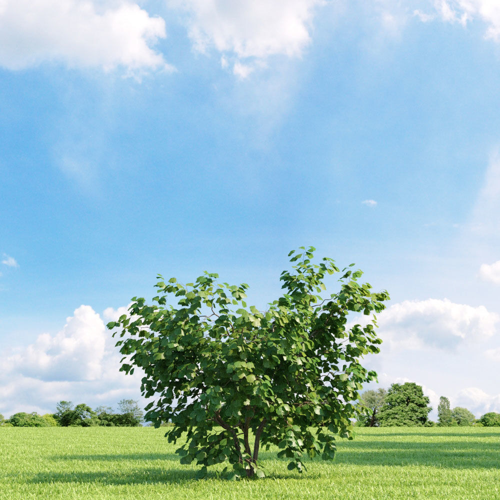 Archmodels vol 136 - high quality trees models 3D model_87