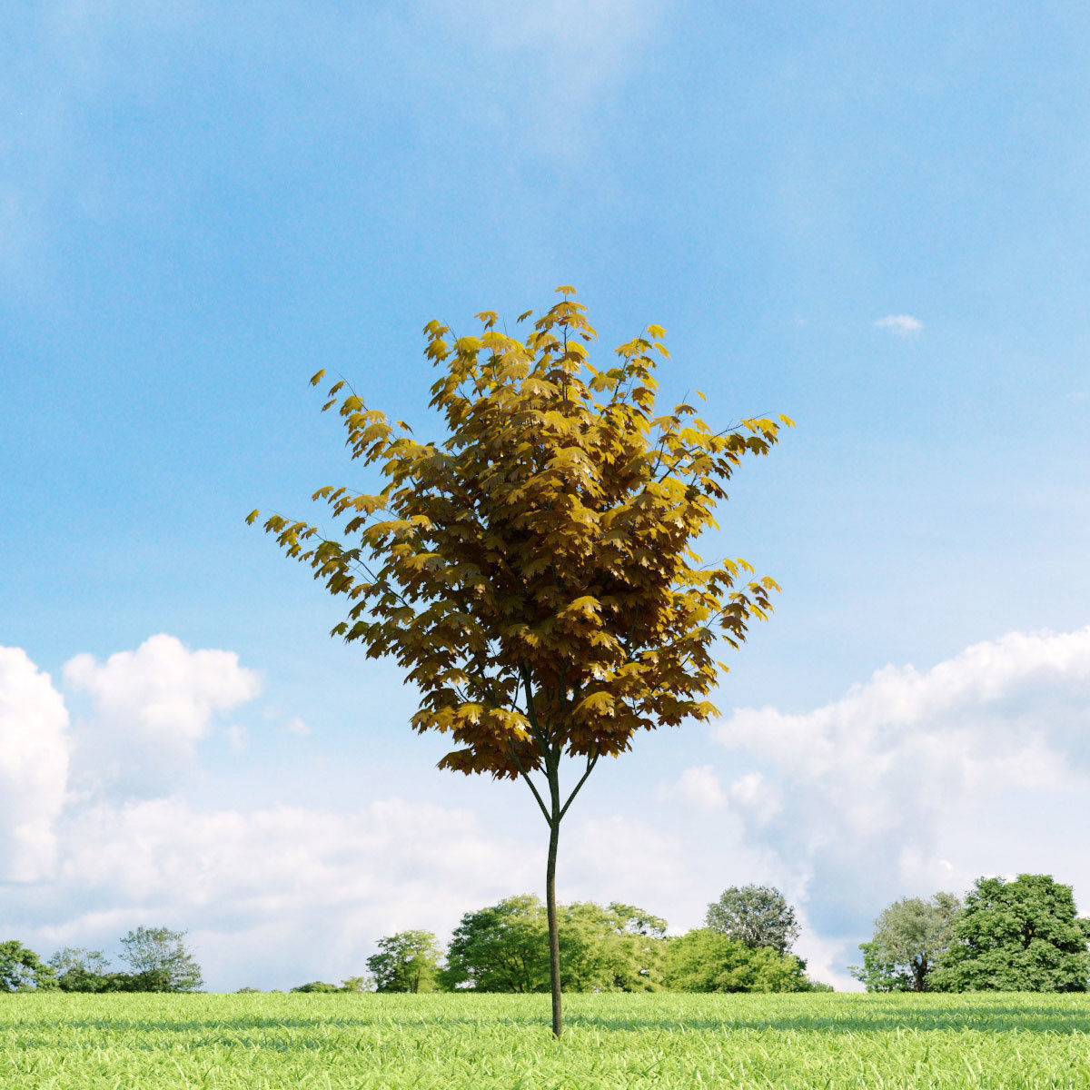 Archmodels vol 136 - high quality trees models 3D model_35