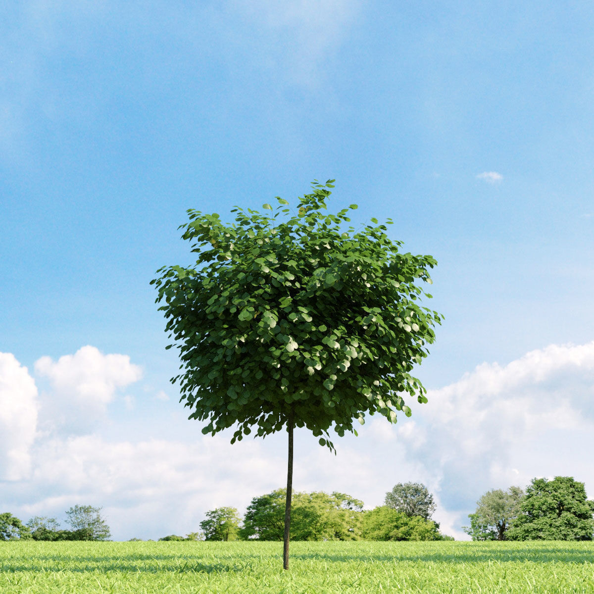 Archmodels vol 136 - high quality trees models 3D model_37