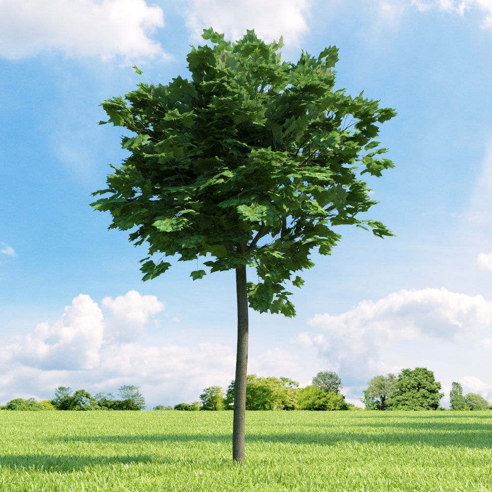 Archmodels vol 136 - high quality trees models 3D model_75