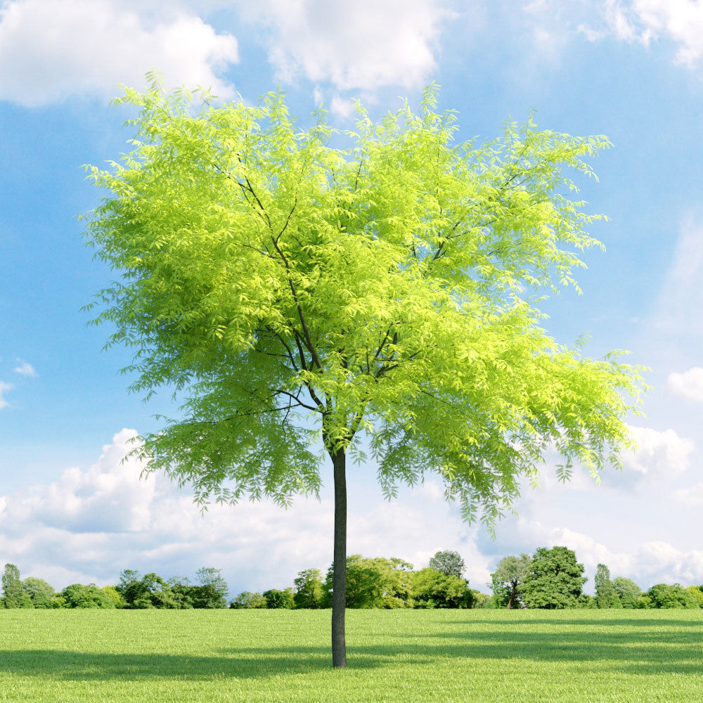 Archmodels vol 136 - high quality trees models 3D model_36