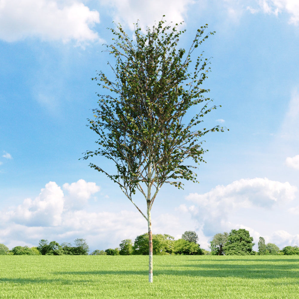 Archmodels vol 136 - high quality trees models 3D model_62