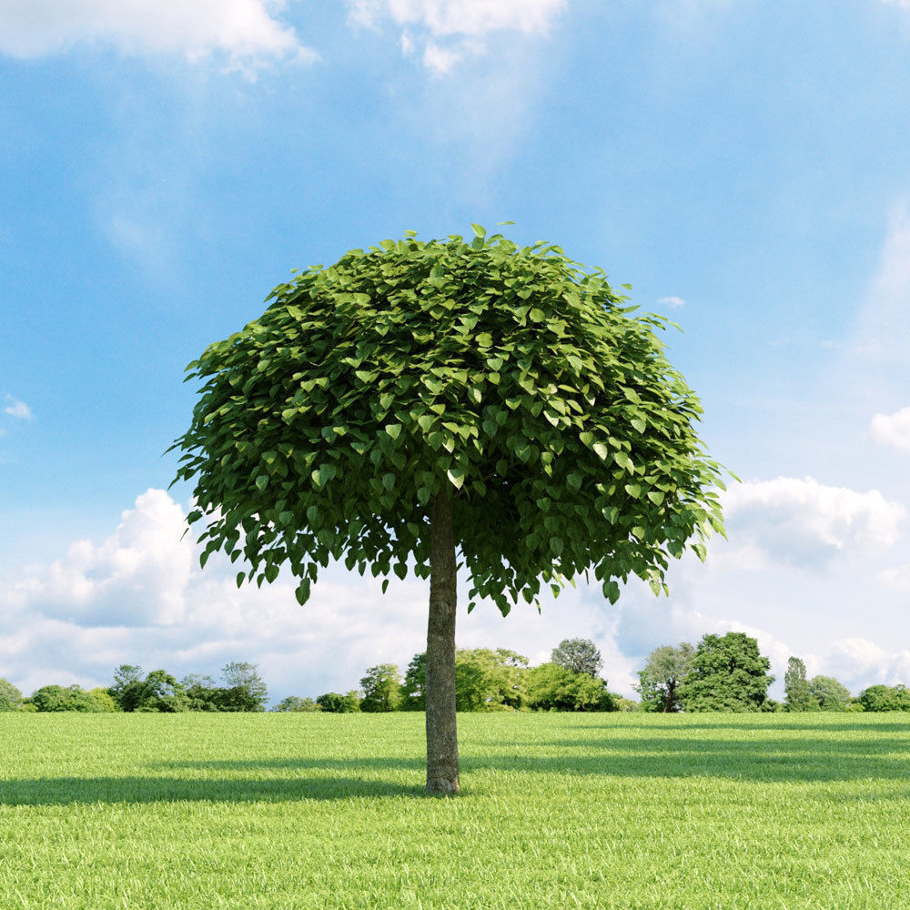 Archmodels vol 136 - high quality trees models 3D model_59