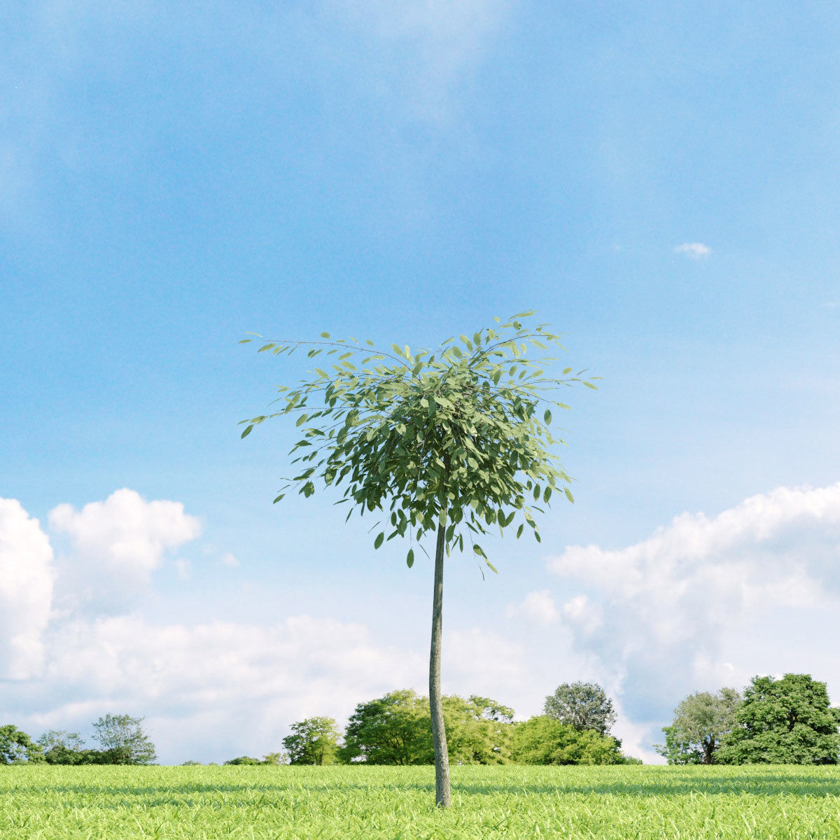 Archmodels vol 136 - high quality trees models 3D model_68