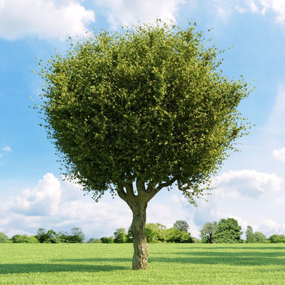 Archmodels vol 136 - high quality trees models 3D model_25