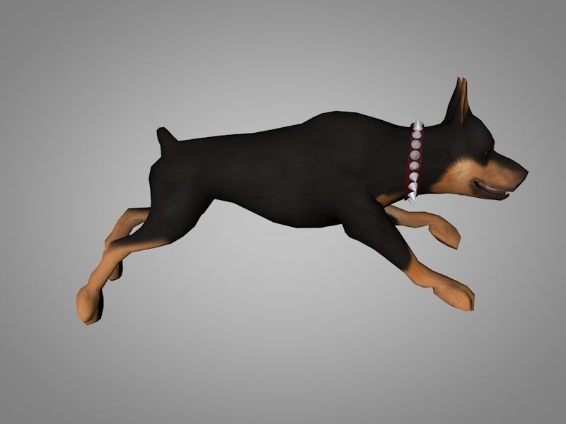 Doberman pinscher Low-poly 3D model_12