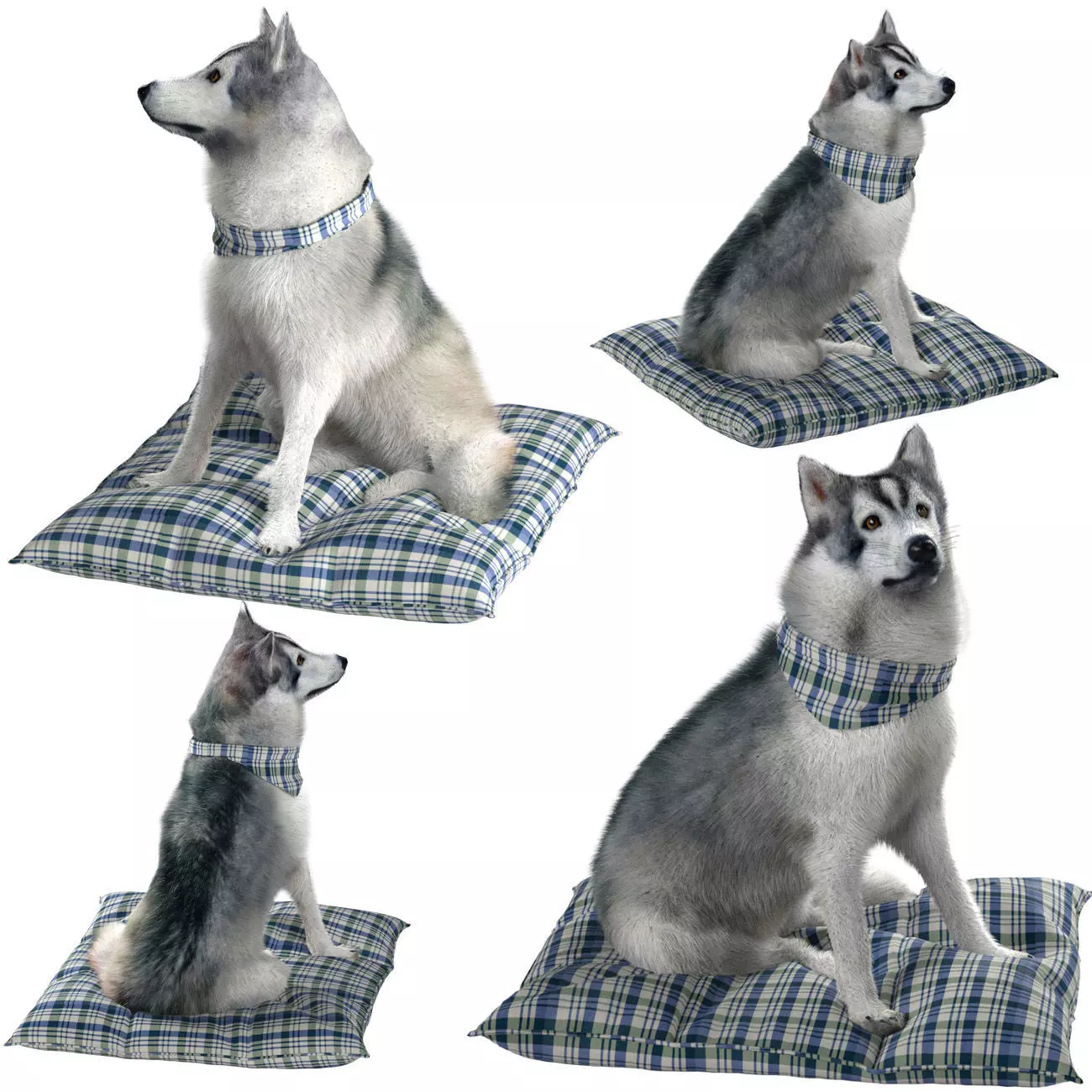 Husky Dog Low-poly 3D model