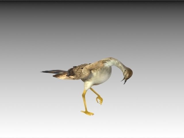 Houbara bustard 3D model_9