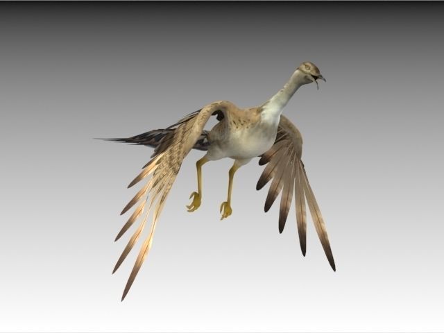 Houbara bustard 3D model_10