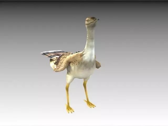 Houbara bustard 3D model_0
