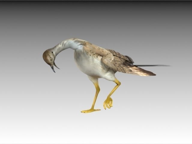 Houbara bustard 3D model_7
