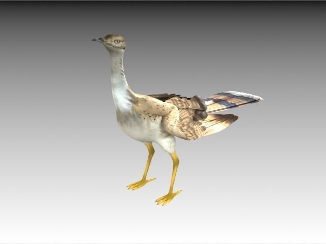 Houbara bustard 3D model_3