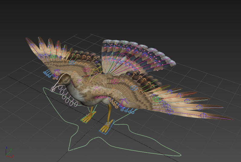 Houbara bustard 3D model_6