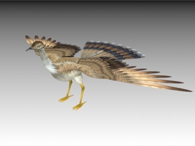 Houbara bustard 3D model_1