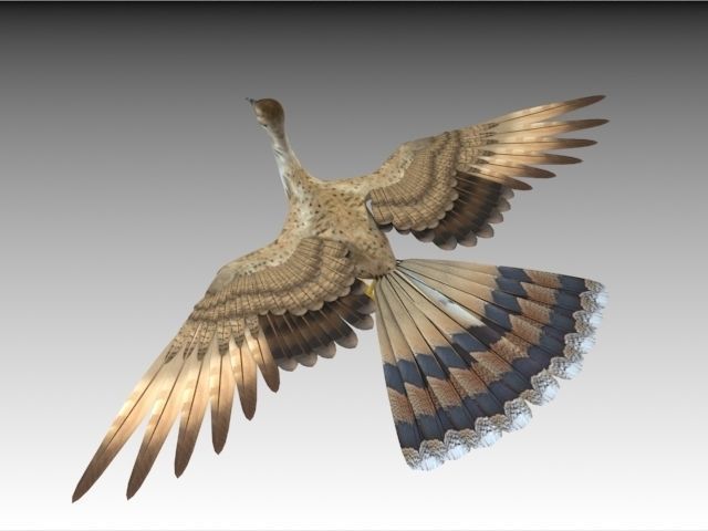 Houbara bustard 3D model_4