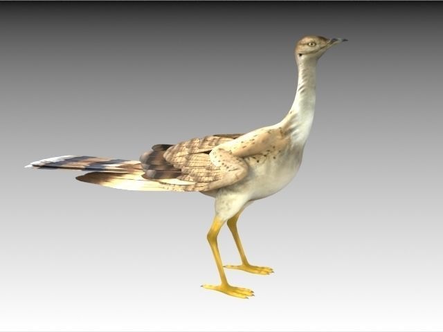 Houbara bustard 3D model_2