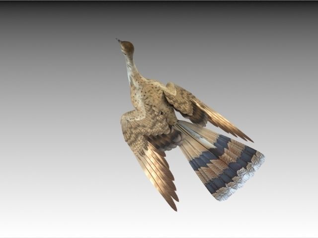 Houbara bustard 3D model_8