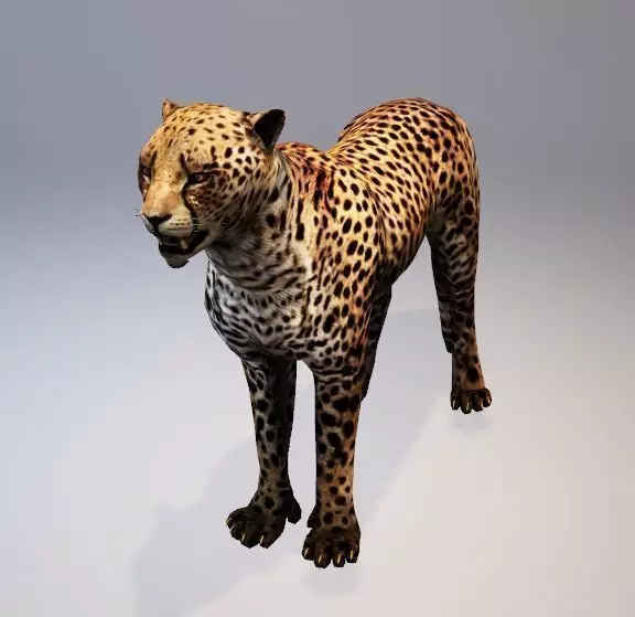 Cheetah 3d Animations Low-poly 3D model_0
