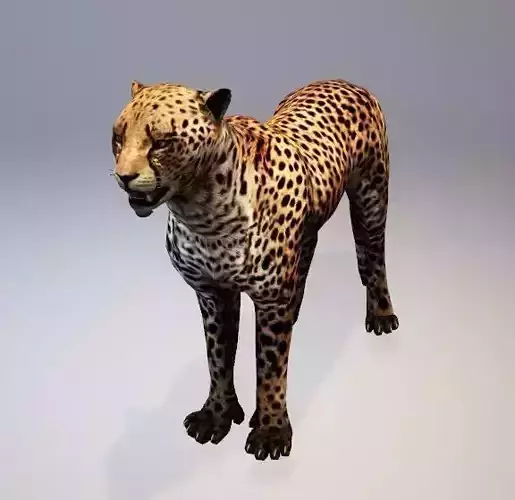 Cheetah 3d Animations