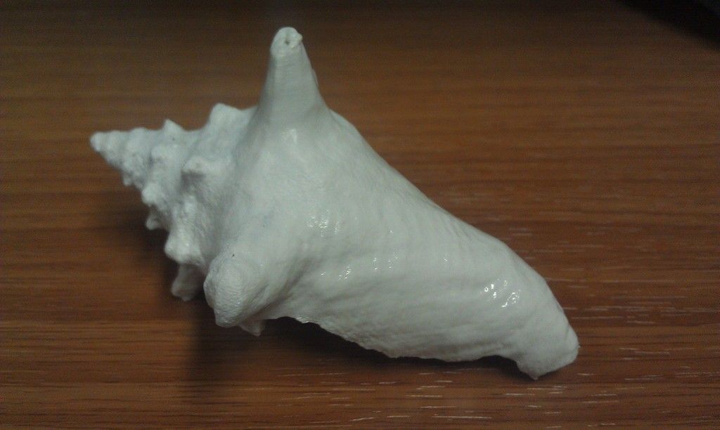 3D Scan of a Shell Free 3D print model_2