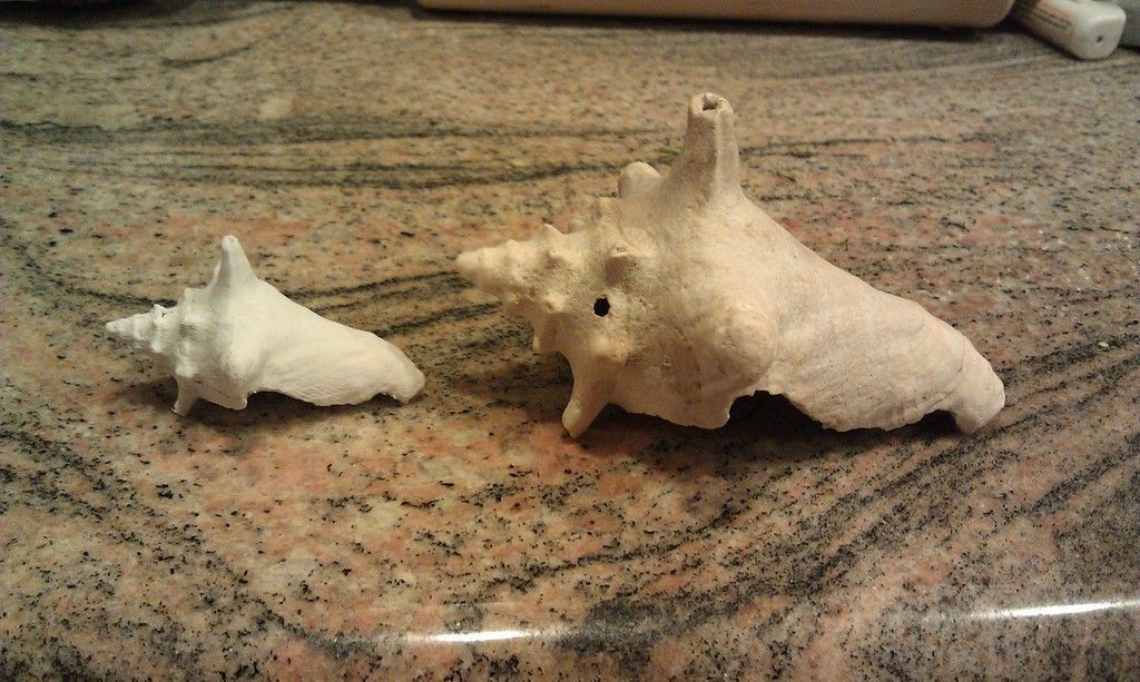 3D Scan of a Shell Free 3D print model_3