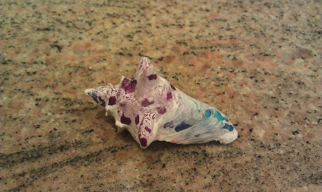 3D Scan of a Shell Free 3D print model_5