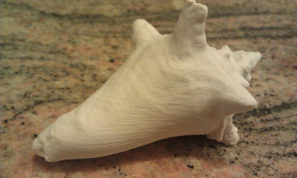3D Scan of a Shell Free 3D print model_4