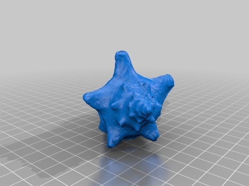 3D Scan of a Shell Free 3D print model_1